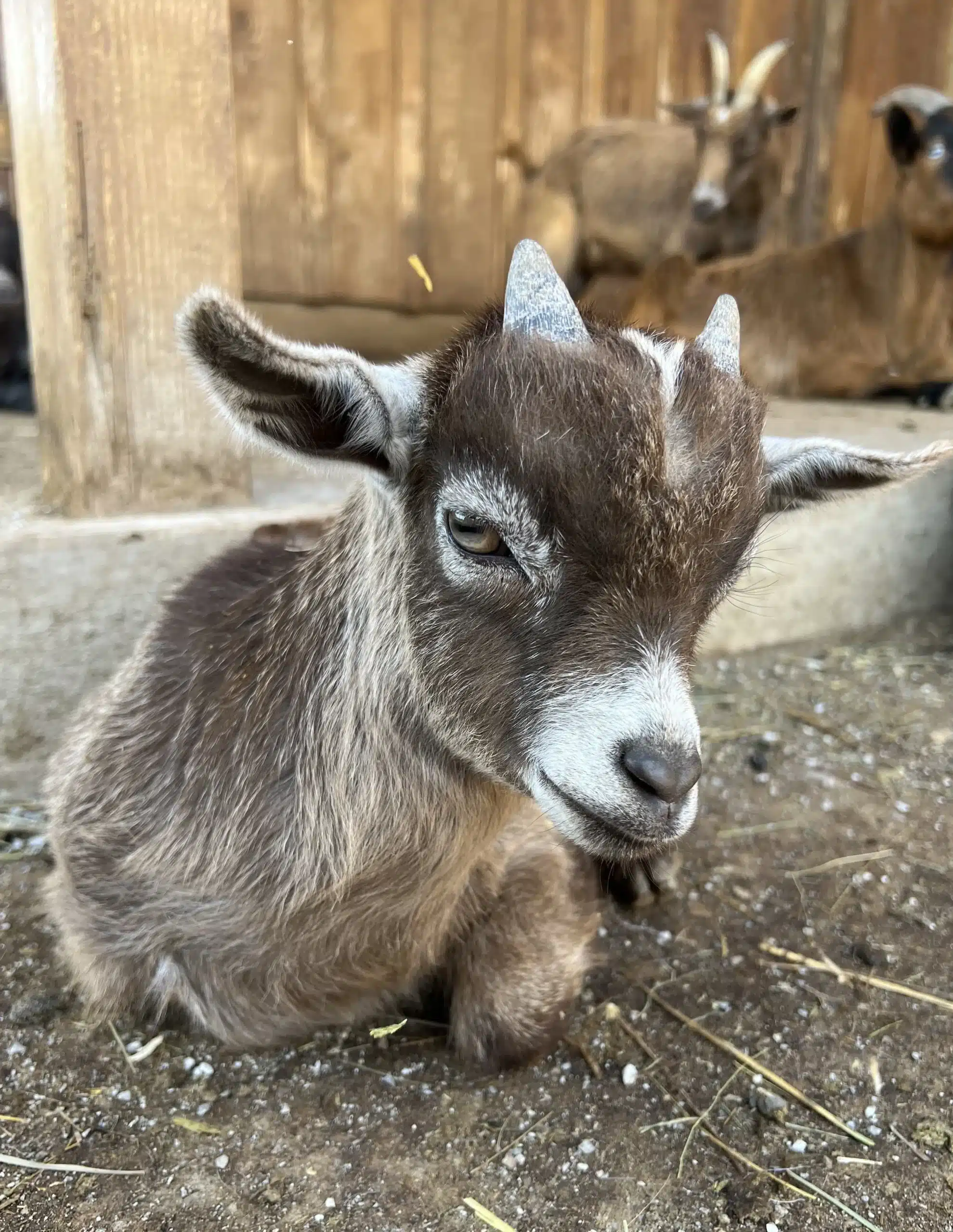 Andy the goat at Fox's High Rock Farm